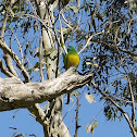 Red Rumped Parrot