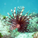 Lionfish