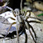 Wolf Spider, Aranha de Jardim