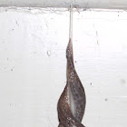 leopard slug