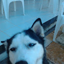 Siberian Husky