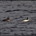 Buffleheads