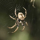 Bark Spider