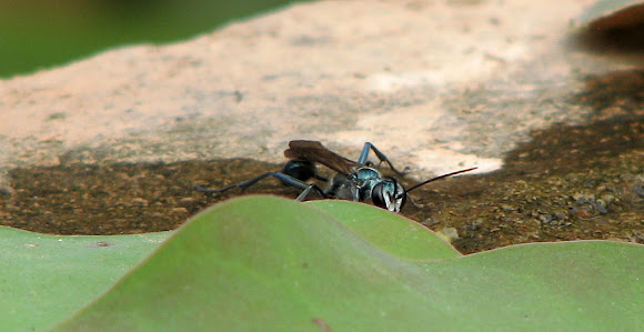 Spotting Image 1