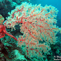 Orange Wire Sea Fan
