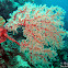 Orange Wire Sea Fan