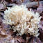 Crown-tipped coral