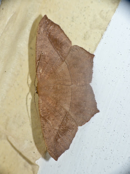 Spotting Image 1