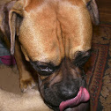 Boxer