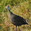 Helmeted Guineafowl 