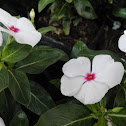 Periwinkle