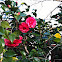Camelia