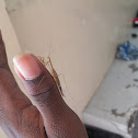 Brown Mantis?