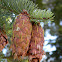 Douglas fir