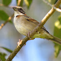 Rufous-collared Sparrow