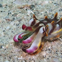 Flamboyant Cuttlefish