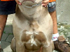 Pitbull Silver 100 Puro Disponible Para Montas