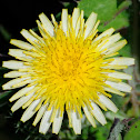 Sow thistle, Cerraja