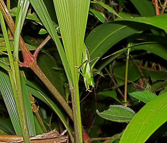Spotting Image 1