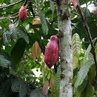 Cacao tree