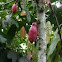 Cacao tree