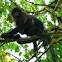 Grey-cheeked mangabey 