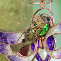 Cicada
