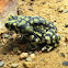 Sonoran Green Toad
