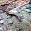 California slender salamander