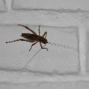 cricket