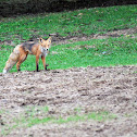 Red Fox