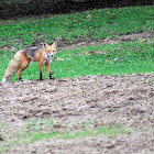 Red Fox