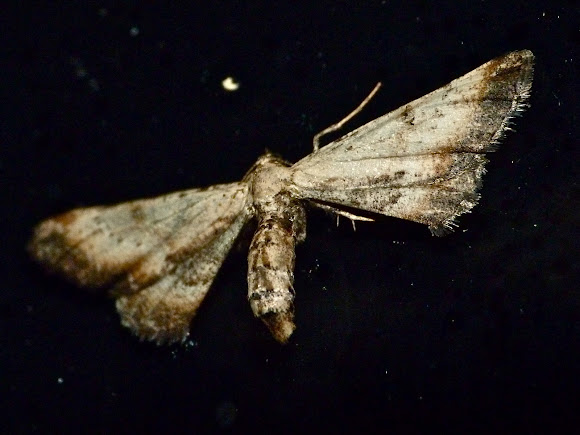 Spotting Image 1