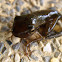 Common Treefrog