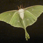 Luna moth
