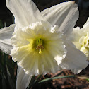 Daffodil