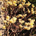 Paper Bush