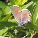 Reakirt's Blue