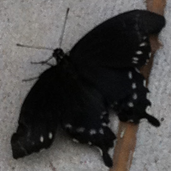 Spotting Image 1