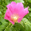 Sweet Briar Rose