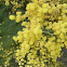 Silver wattle