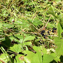 Dewberries