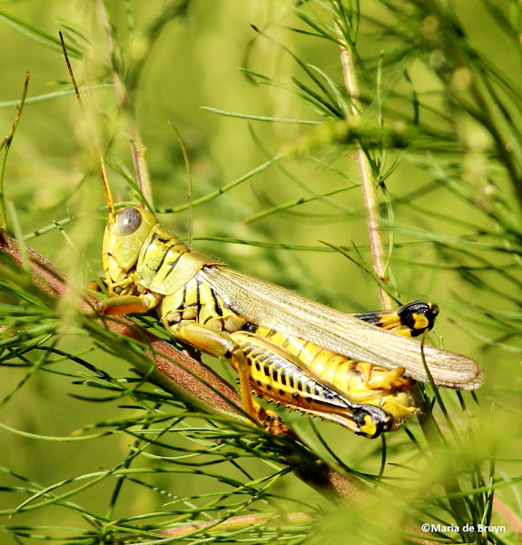 Differential Project Noah