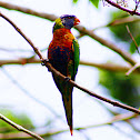 Rainbow Lorikeet
