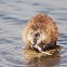 Muskrat