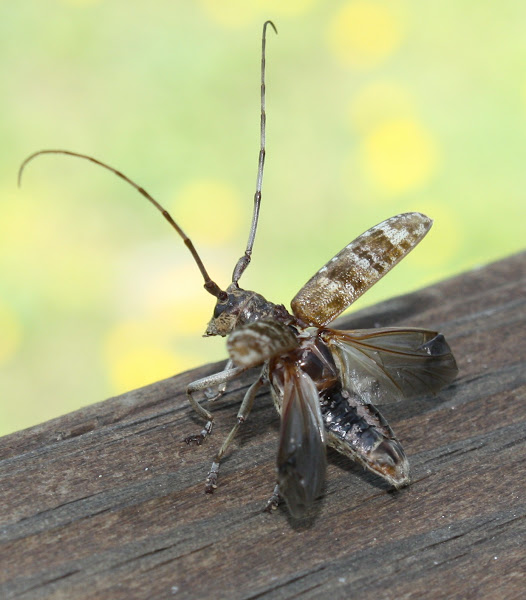 Carolina Pine Sawyer Project Noah