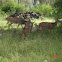 Spotted Deer