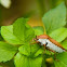 Litchi Stink Bug