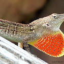 Brown Anole Lizard