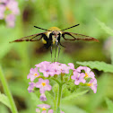 Snowberry clearwing moth